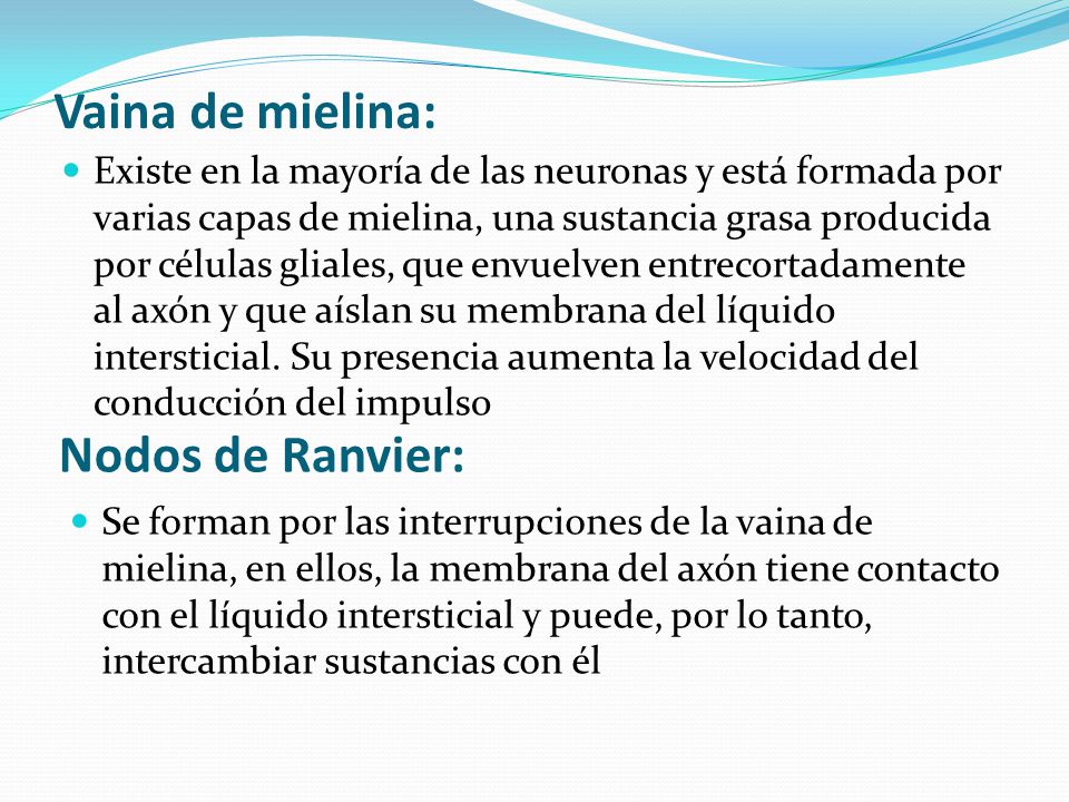 cual es la funcion de la vaina de mielina en la neurona cual es la funcion de la vaina de mielina en la neurona